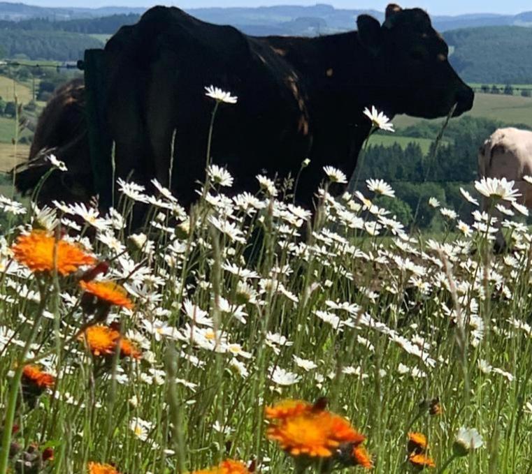 Apartamento Urlaub Mit Hund Auf Dem Bauernhof Hofswald Euscheid Exterior foto