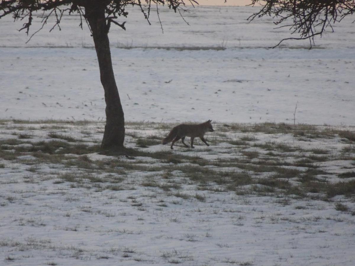 Apartamento Urlaub Mit Hund Auf Dem Bauernhof Hofswald Euscheid Exterior foto