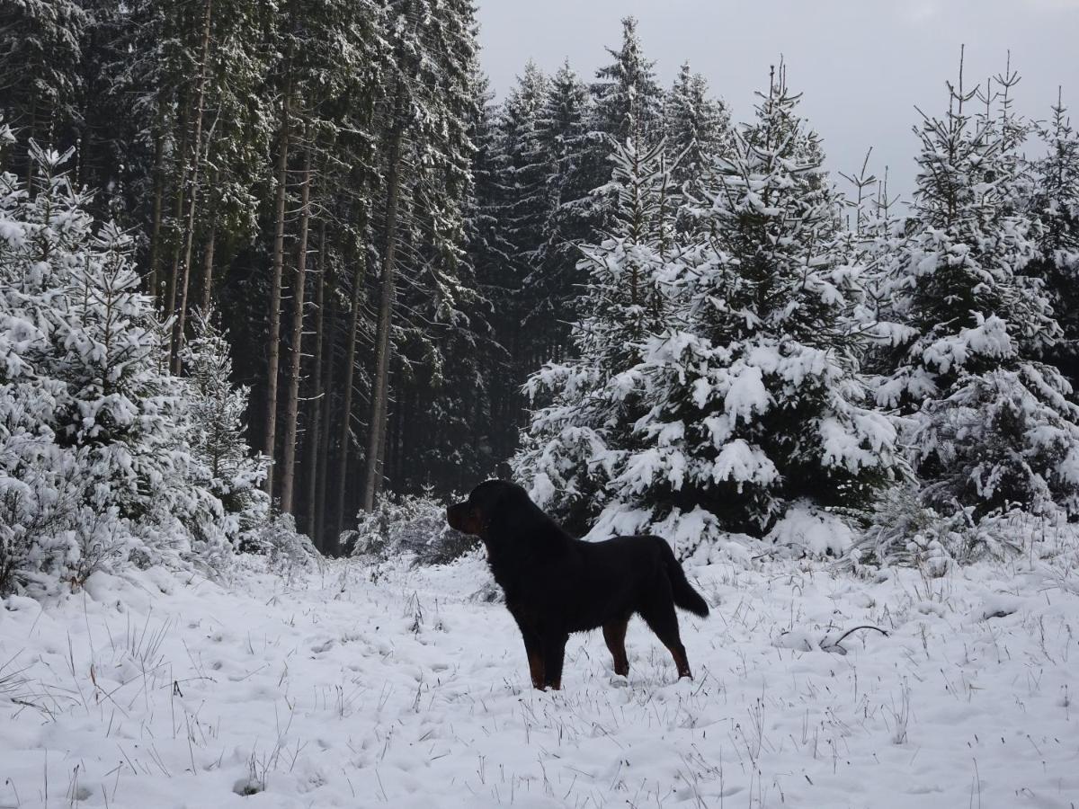 Apartamento Urlaub Mit Hund Auf Dem Bauernhof Hofswald Euscheid Exterior foto