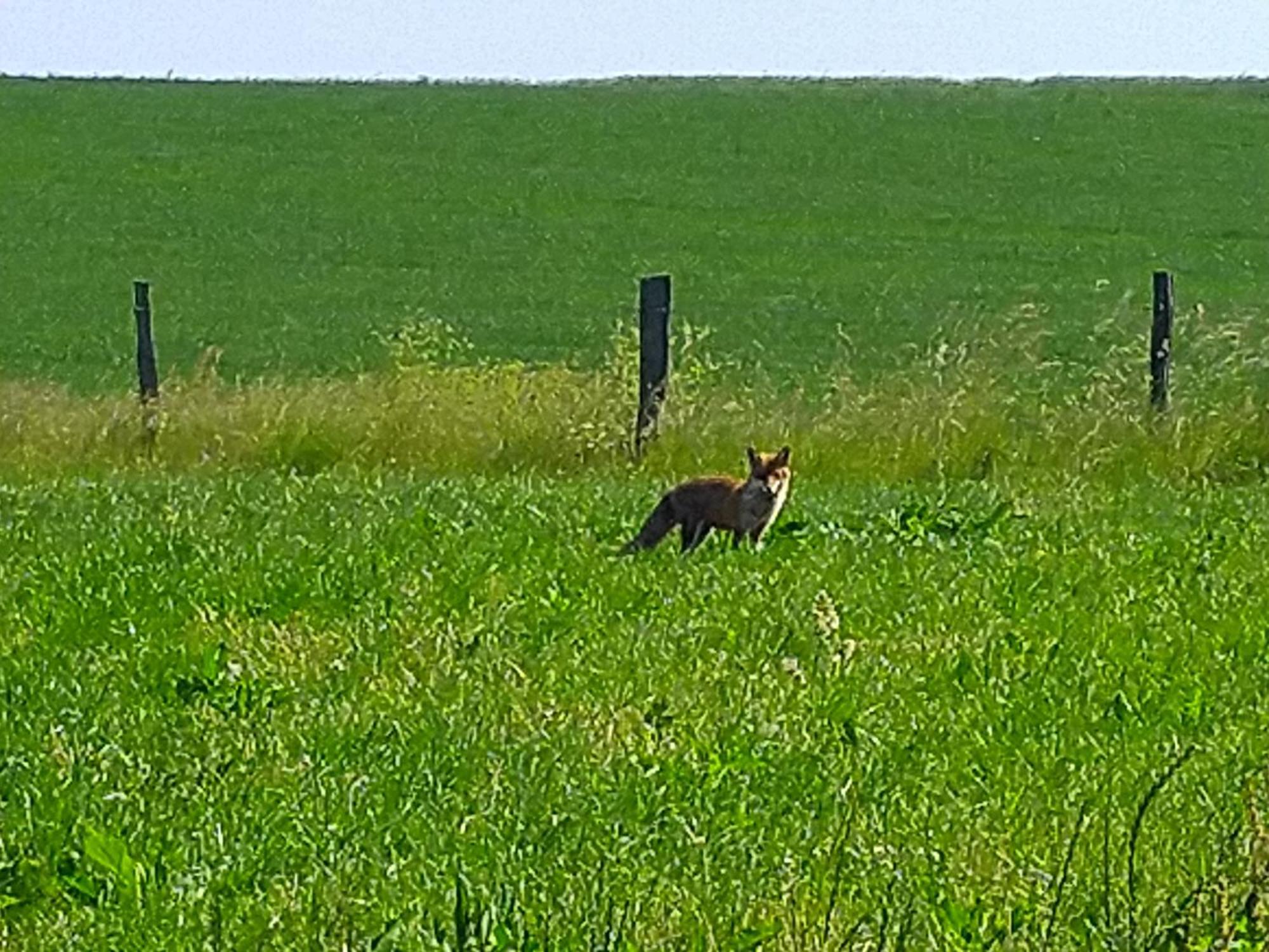 Apartamento Urlaub Mit Hund Auf Dem Bauernhof Hofswald Euscheid Exterior foto