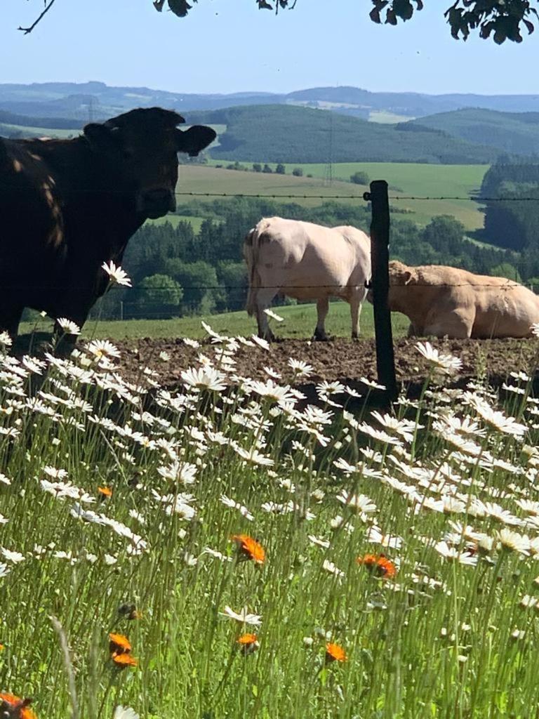 Apartamento Urlaub Mit Hund Auf Dem Bauernhof Hofswald Euscheid Exterior foto
