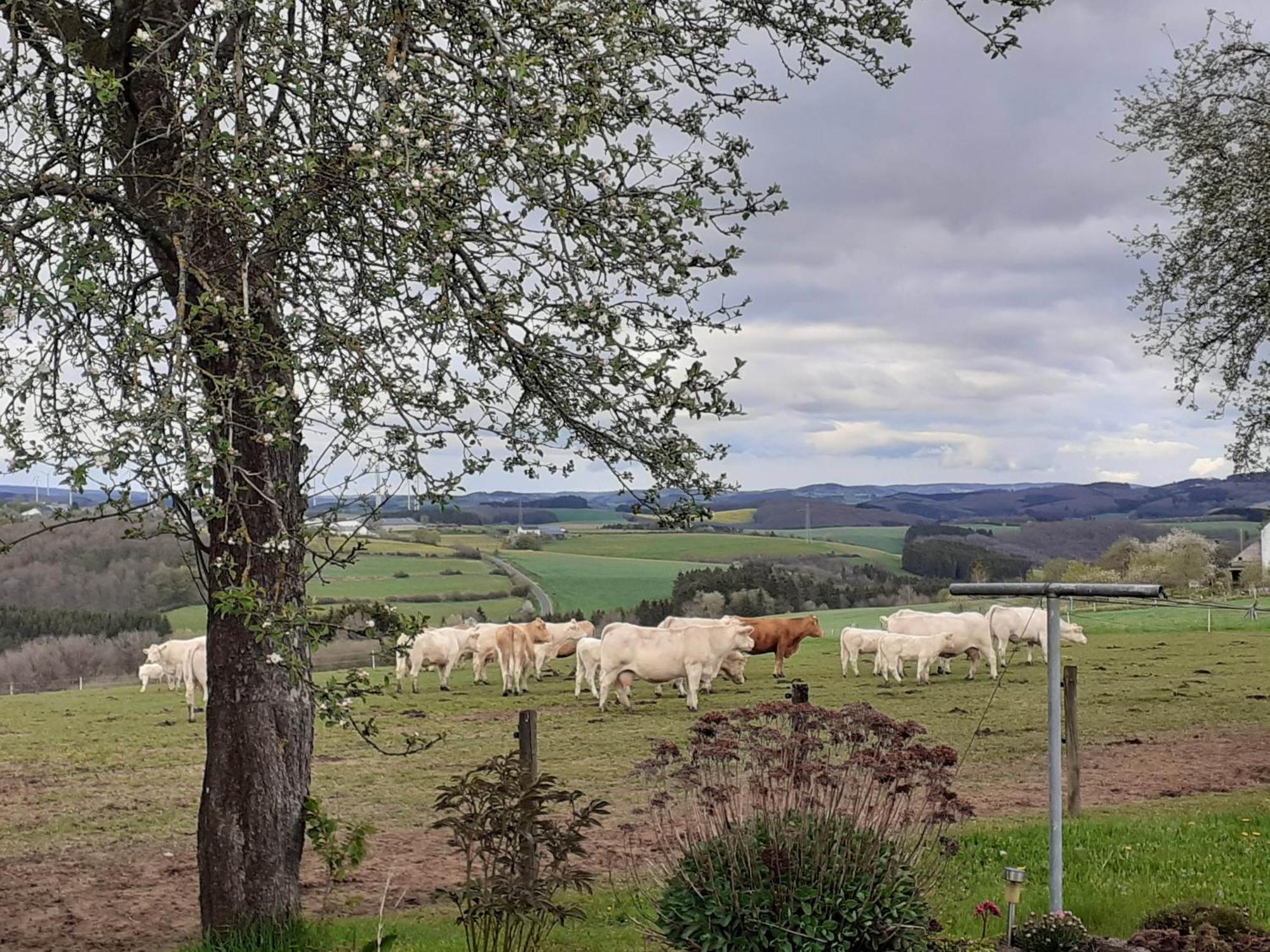 Apartamento Urlaub Mit Hund Auf Dem Bauernhof Hofswald Euscheid Exterior foto